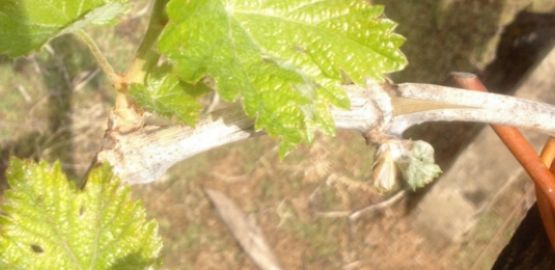 From grape to glass: Budding and Foliation