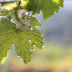 Visita guiada con degustación de 2 vinos