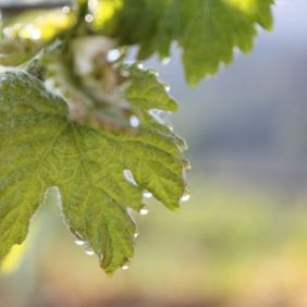 Guided tour with tasting of 2 wines